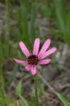 Tennessee purple coneflower